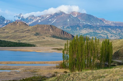 Poplar trees in front of the Andes