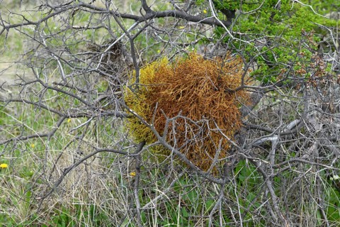 Orange colored lichen growing on a tree
