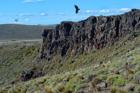 Andean Condor