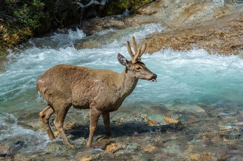 Male South Andean Deer