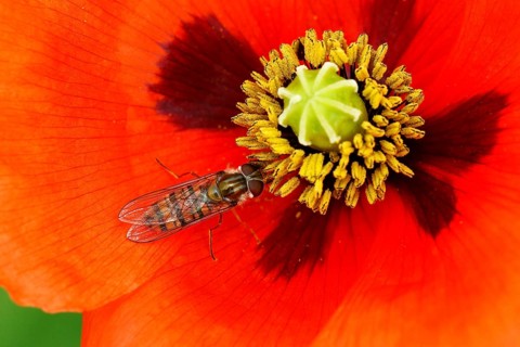 Marmalade hoverfly