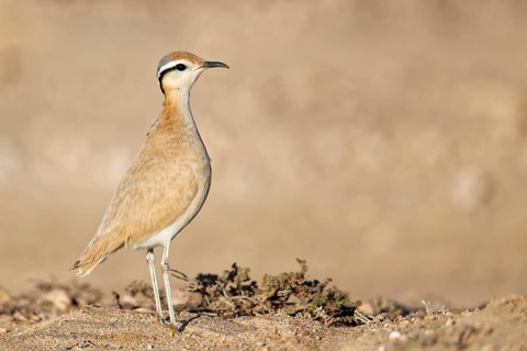 Racing bird