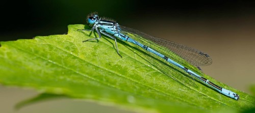 Azure damselfly