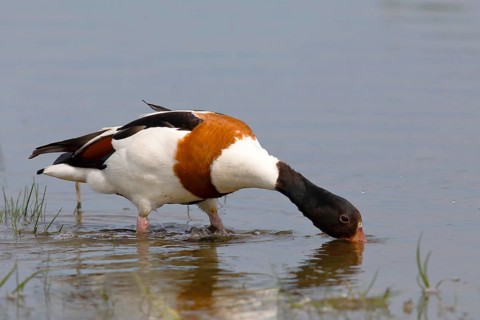Common shelduck