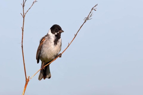 Reed bunting