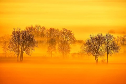 Meadows and trees in early fog
