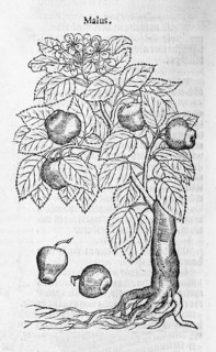 Apple tree