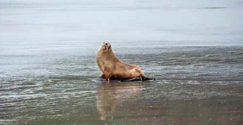 New Zealand sea lion
