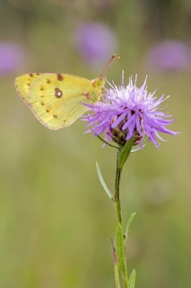 Berger's clouded yellow