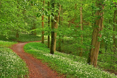 Hiking trail through Common beeches forest