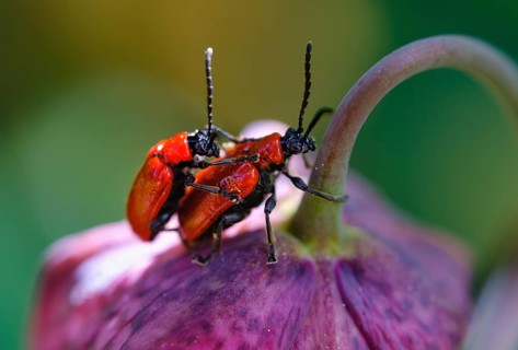 Scarlet lily beetle