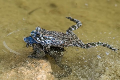 European green toads