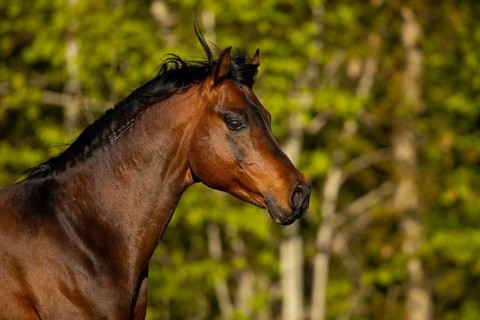 Portrait of a brown thoroughbred Arabian stallion in the pasture