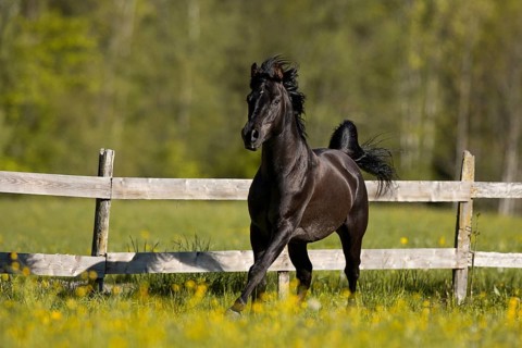 Thoroughbred Arabian black stallion in spring on the pasture