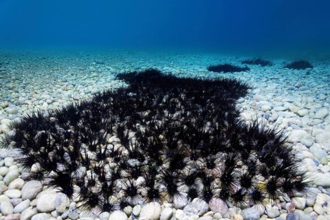 Colony of common diadem sea urchin