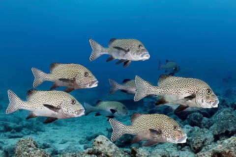 School of fish Harlequin sweetlips
