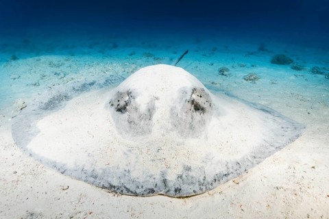 Blackspotted stingray or