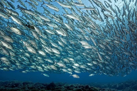 Swarm of fish Bigeye trevallies