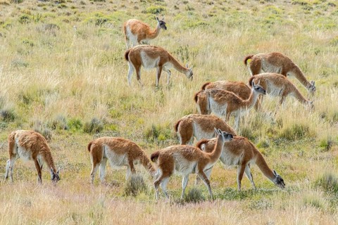 Guanacos