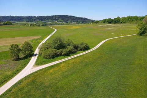 Fork in meadow with bushes
