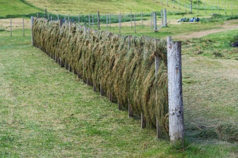 Hay hung to dry