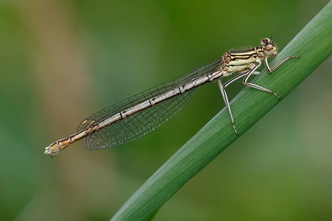 White-legged damselfly
