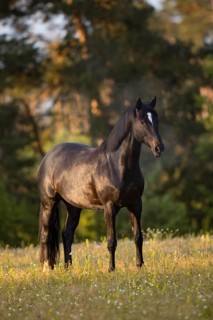 Portrait of a brown Trakehner mare on the pasture