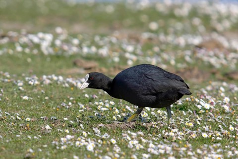 Common coot