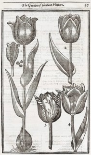 Tulips