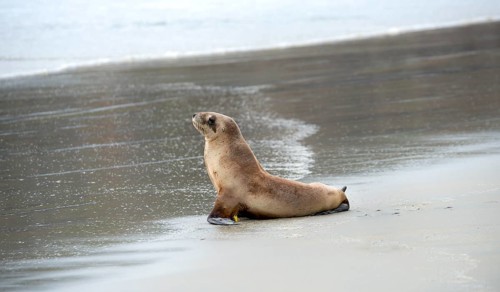 New Zealand sea lion