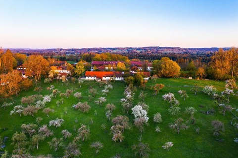 Flowering fruit plantation