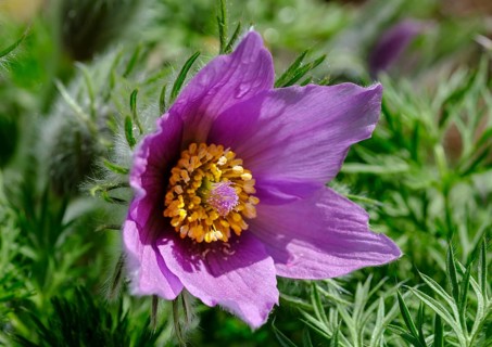 Pasque flower