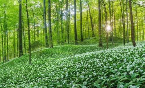 Flowering Ramsons
