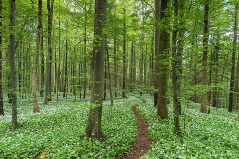 Blooming Ramsons
