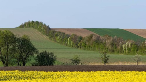 Cultural landscape with flowering Rapefield