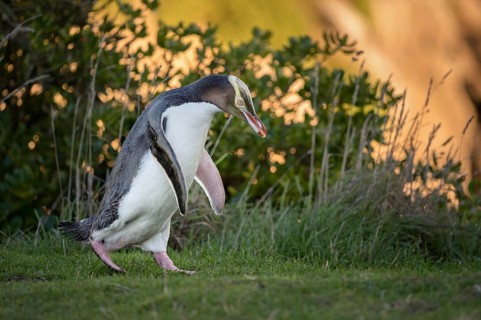 Yellow-eyed penguin