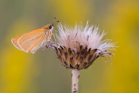 Brownheaded butterfly