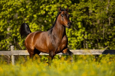 Brown thoroughbred Arabian stallion on the pasture in spring