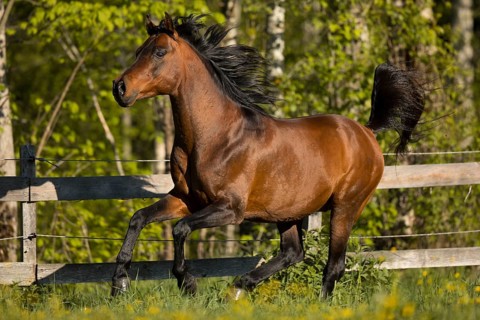 Brown thoroughbred Arabian stallion on the pasture in spring