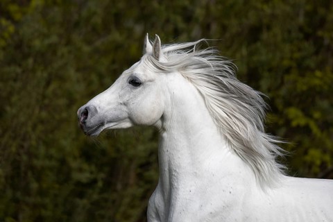 Thoroughbred Arabian grey stallion