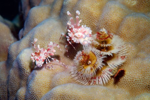 Two harlequin shrimp
