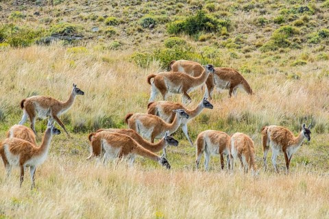 Guanacos