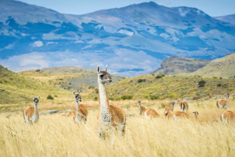Guanacos