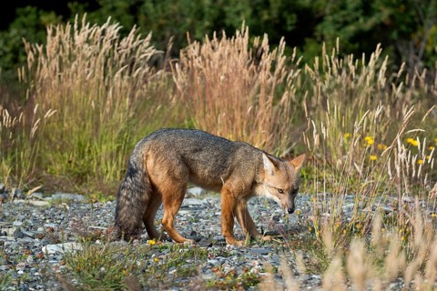 Andean fox