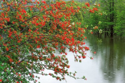 Chilean firebush or Notro