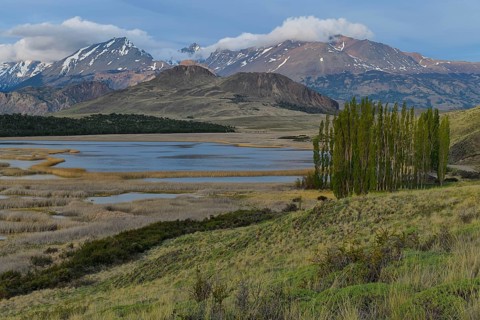 Poplar trees in front of the Andes
