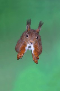 Eurasian red squirrel