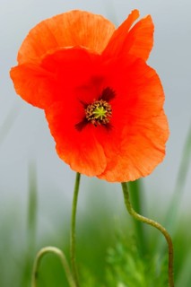 Seed poppy