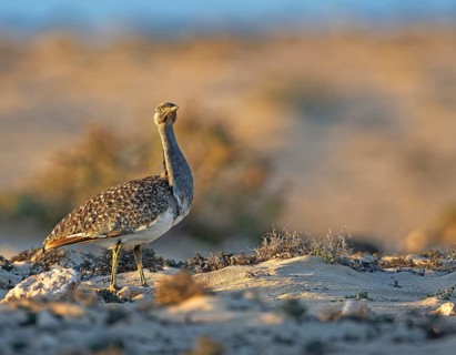 Houbara bustardmales