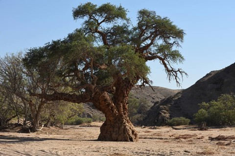 Ancient tree in the Aba Huab riverbed